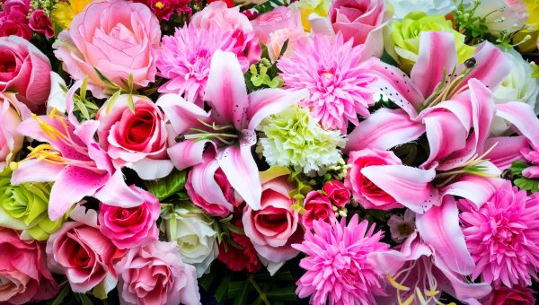 лилия миракл