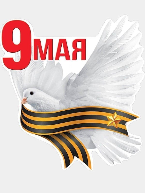 9 мая голуби
