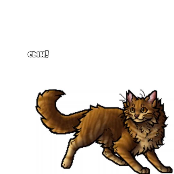 племя солнца кэтвар