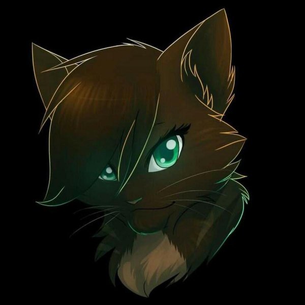 кот воители