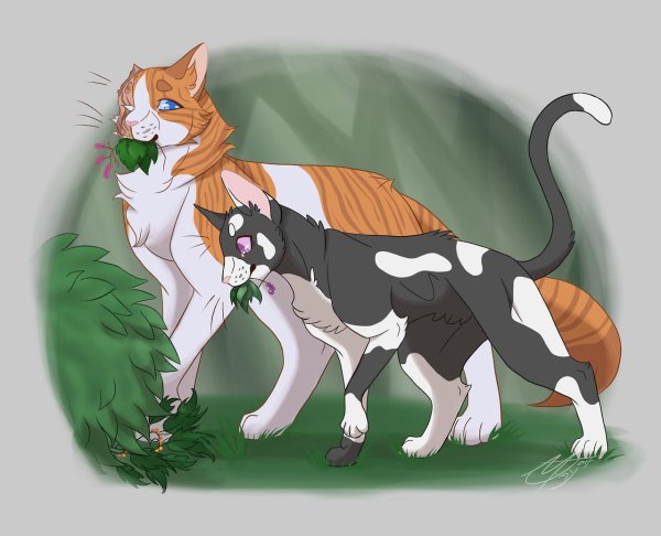 кот воители