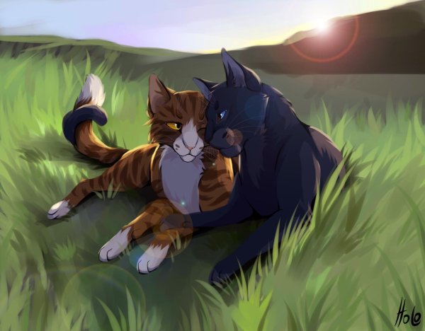 кот воители