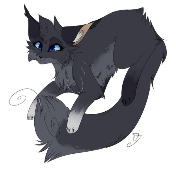 кот воители