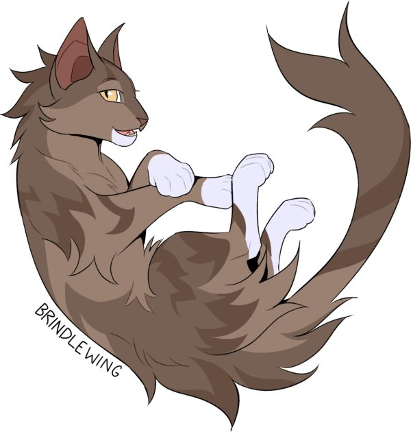 кот воители