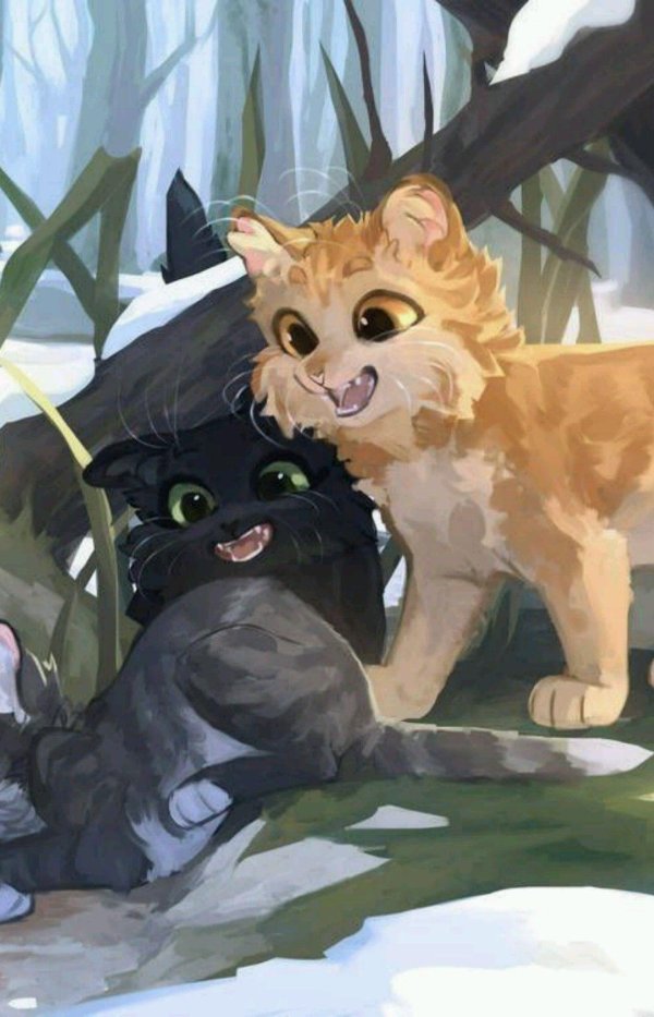 кот воители