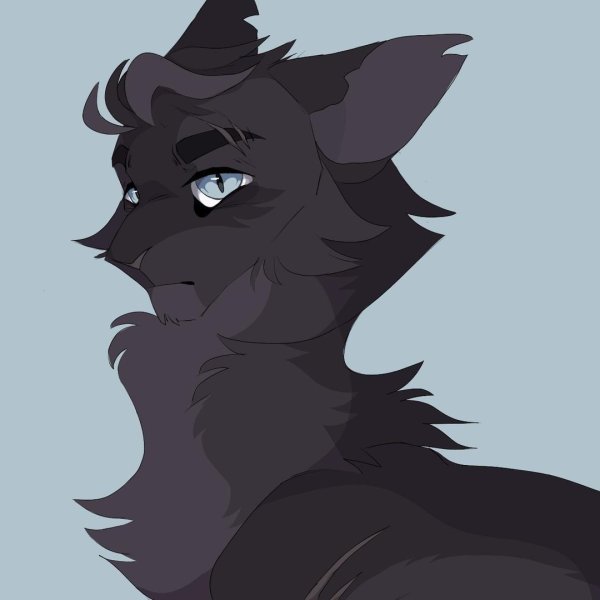 бич кот воитель