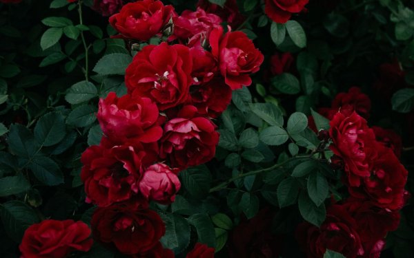 роза красный