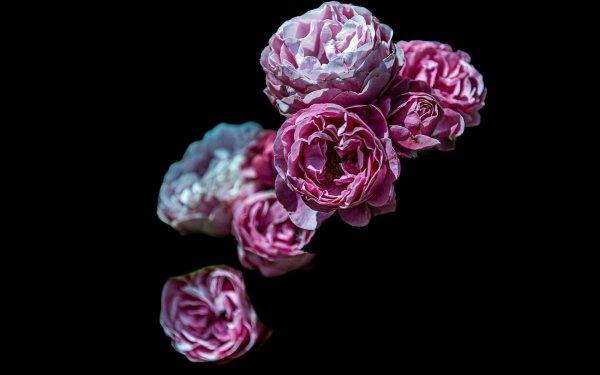 цветок розовый