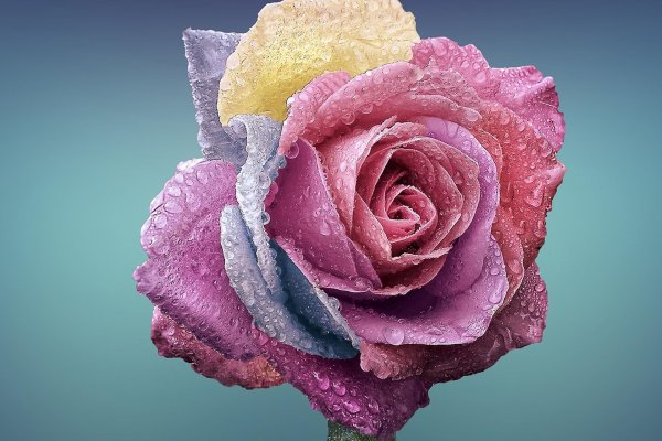 розы красивые