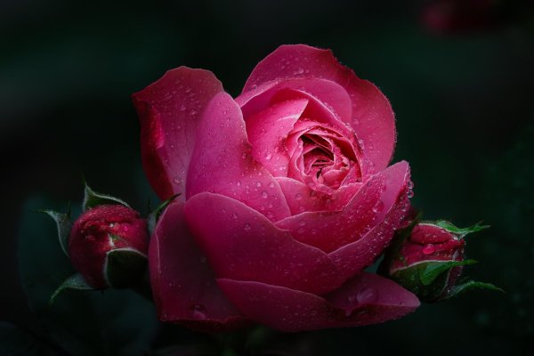 красивые розовые розы