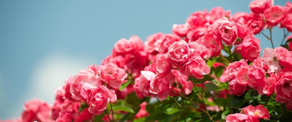 розовые цветы