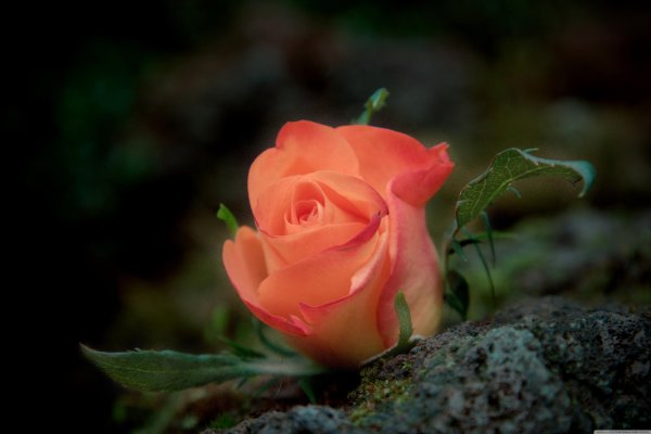 розы кораллового цвета