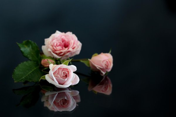 цветок на черном фоне