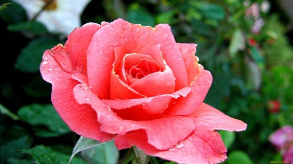 роза чайногибридная валентина