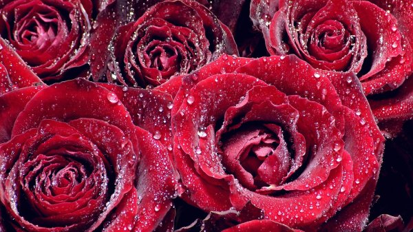 бордовая роза