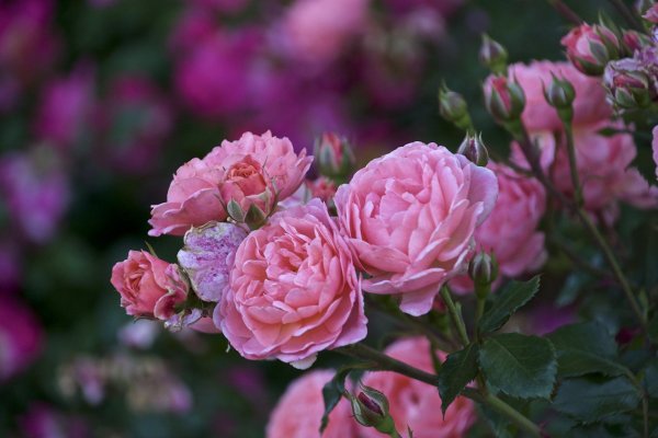 пионовидные розы куст