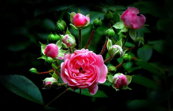 розы маленькие бутоны кустовые