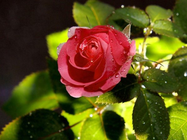 цветок в росе