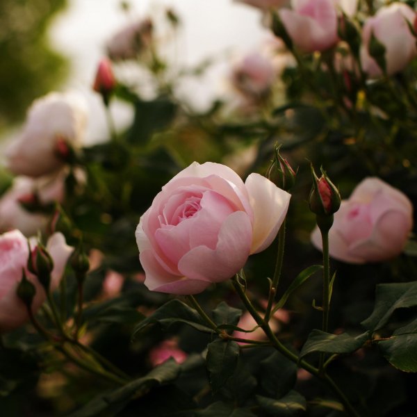 роза пион пинк