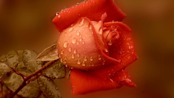 цветок в росе