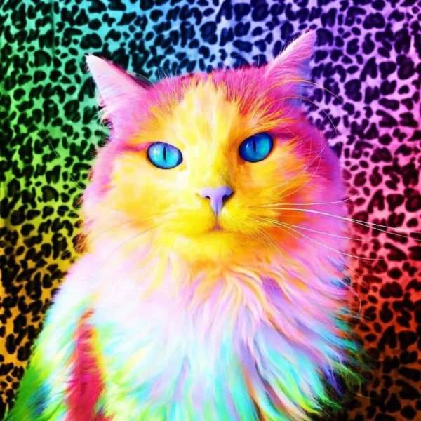разноцветные коты