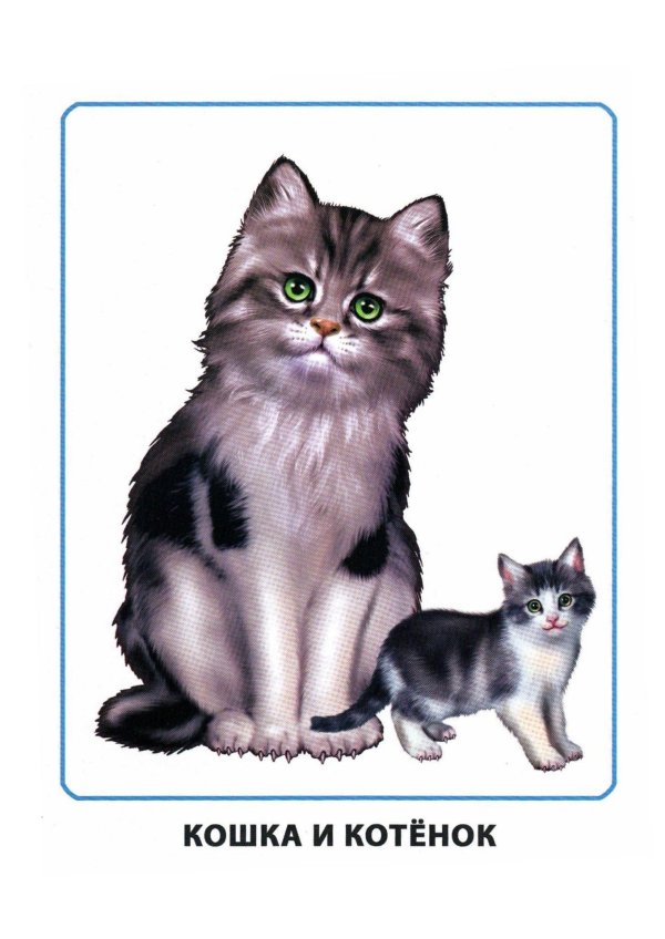 обучающие карточки