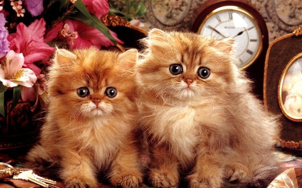 настоящие котята