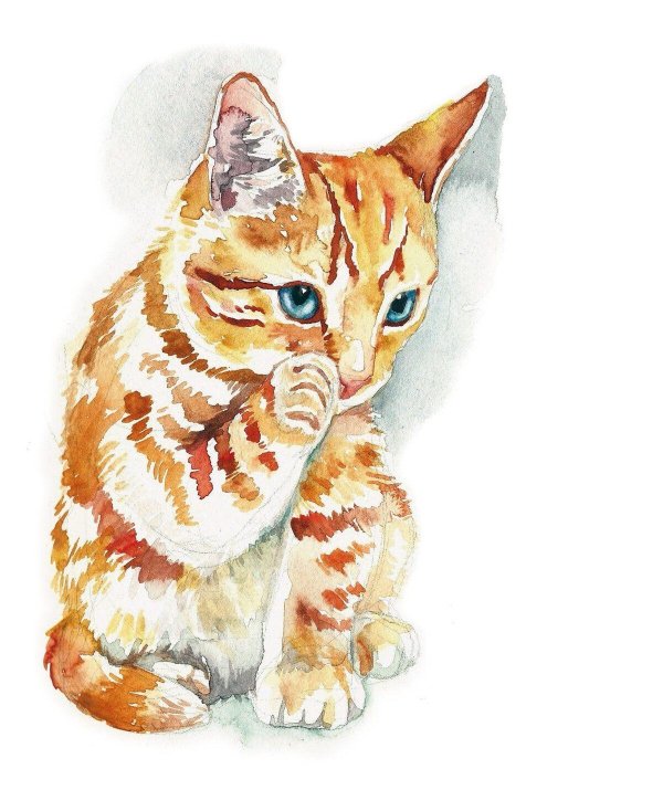 кот акварель