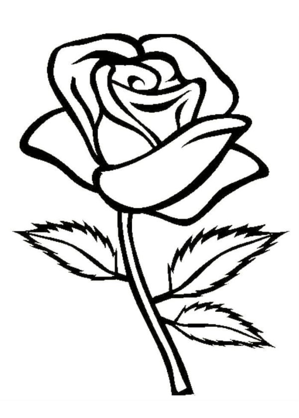 роза разукрашка