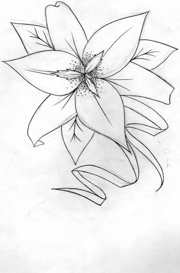 поэтапное рисование лилии