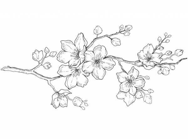 цветок сакуры рисунок