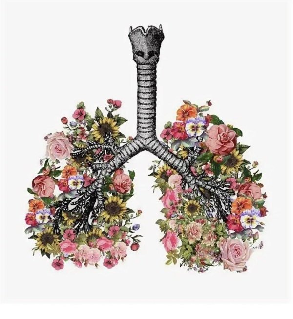 легкие человека арт