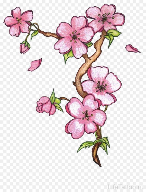 цветок сакуры рисунок