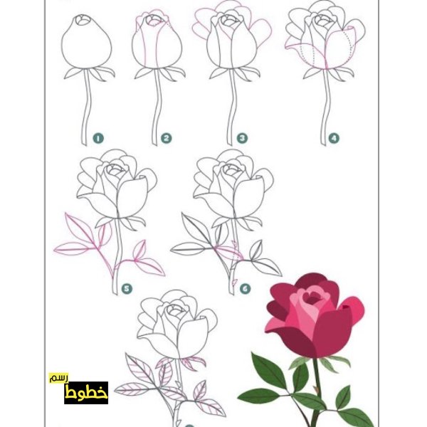 пошаговое рисование розы