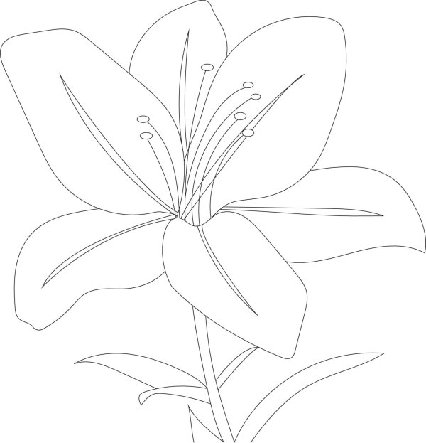 цветы карандашом