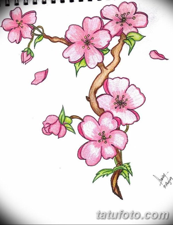 эскиз сакура