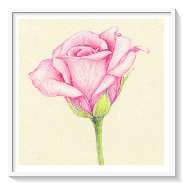 роза срисовка