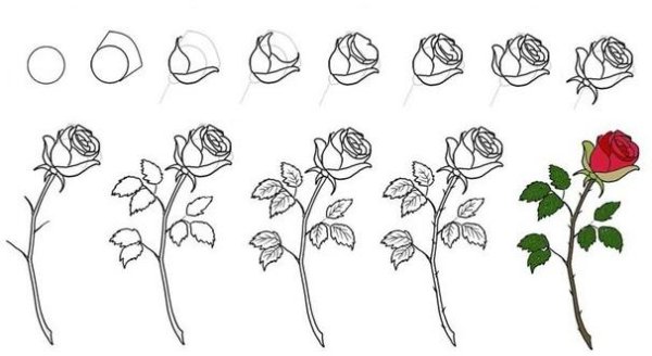 поэтапное рисование розы