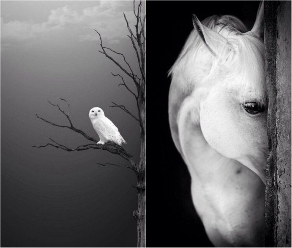 картины лошадей