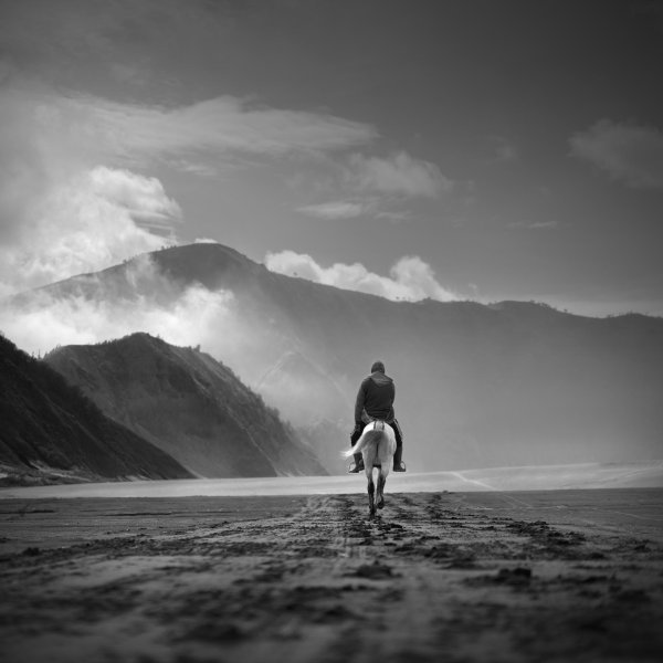 лошадь у моря