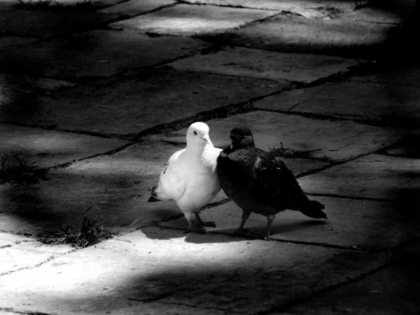 голуби любви