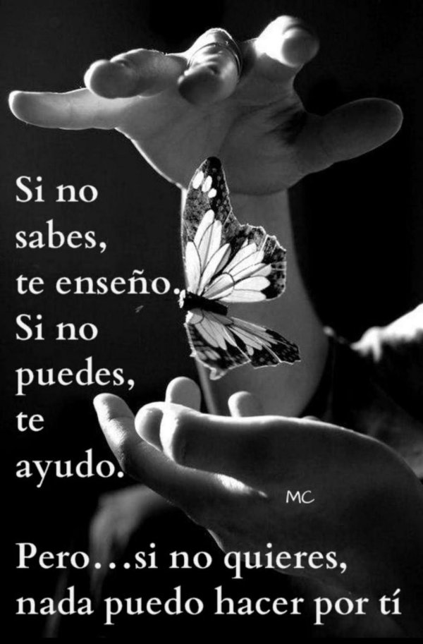 бабочка черная