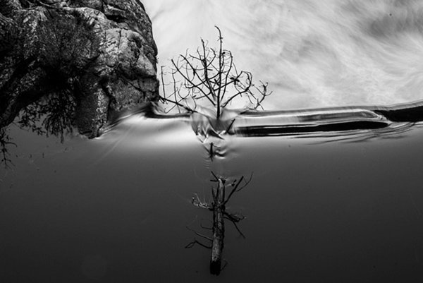 отражение деревьев в воде