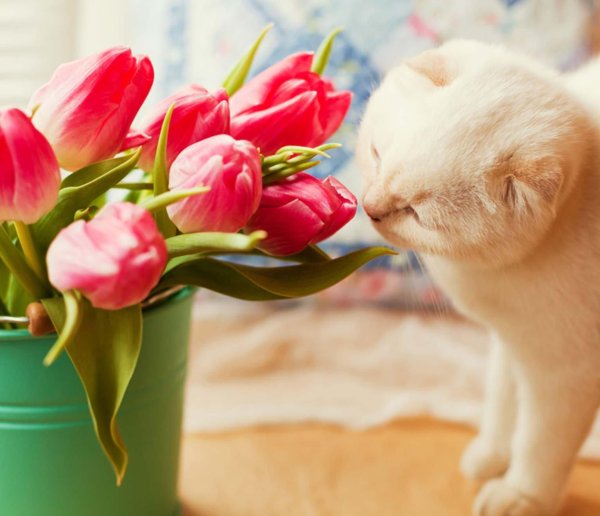 кошка с цветами