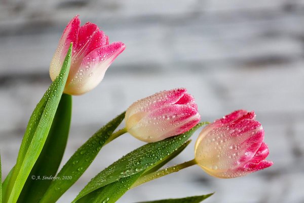 цветок тюльпан