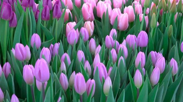 сорта тюльпанов