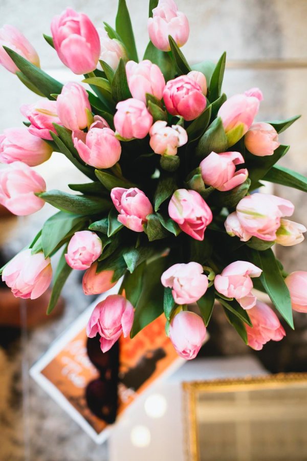 тюльпан красивый