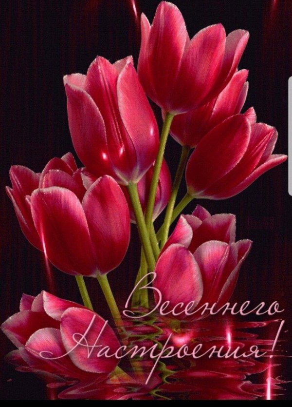 тюльпан лорнах