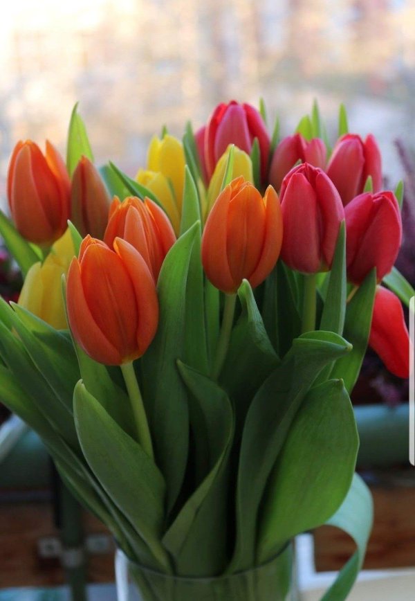 тюльпан повер плей