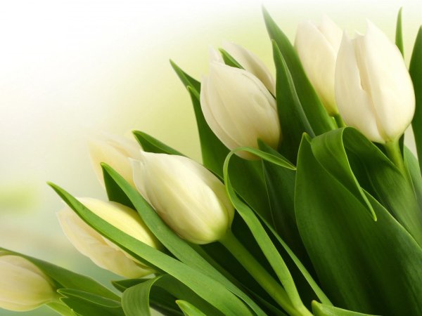 цветок тюльпан